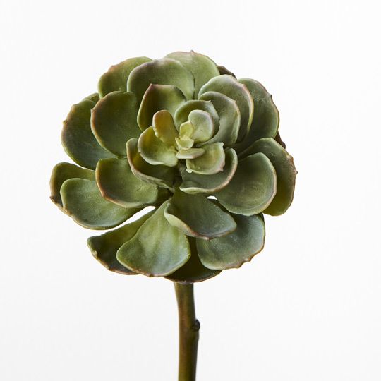 Succulent Grey Green - Pure Apotheca