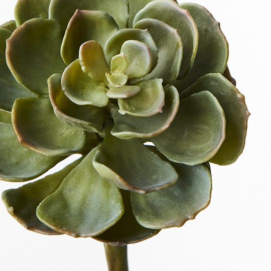 Succulent Grey Green - Pure Apotheca